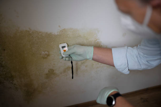 Best Health and Safety Mold Remediation in Lmer Heights, PA