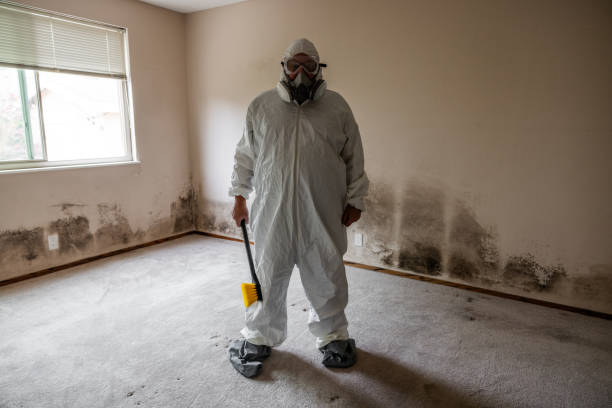 Best Attic Mold Remediation in Lmer Heights, PA