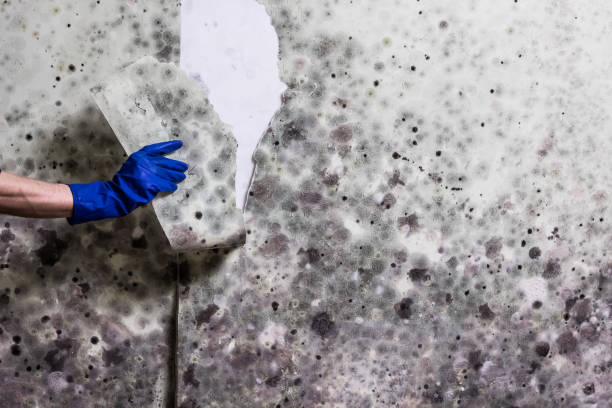 Best Health and Safety Mold Remediation in Lmer Heights, PA